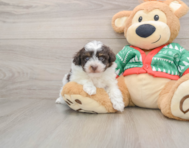 6 week old Havapoo Puppy For Sale - Puppy Love PR