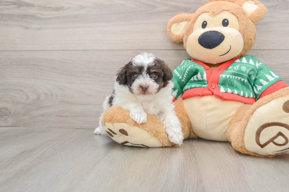 5 week old Havapoo Puppy For Sale - Puppy Love PR