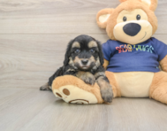8 week old Havapoo Puppy For Sale - Puppy Love PR