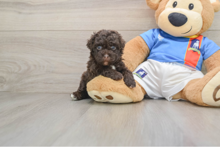 Havapoo Pup Being Cute