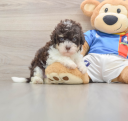 6 week old Havapoo Puppy For Sale - Puppy Love PR