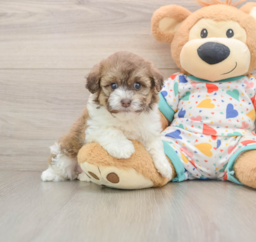 5 week old Havapoo Puppy For Sale - Puppy Love PR