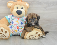 9 week old Havapoo Puppy For Sale - Puppy Love PR