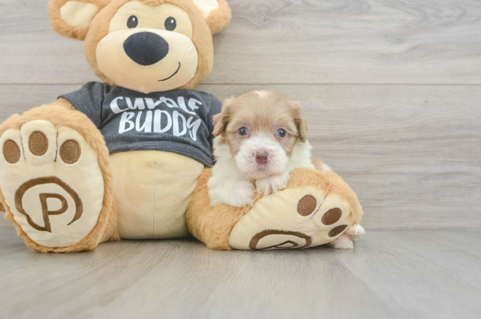 5 week old Havapoo Puppy For Sale - Puppy Love PR