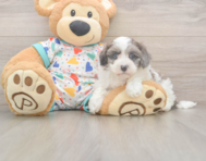 7 week old Havapoo Puppy For Sale - Puppy Love PR