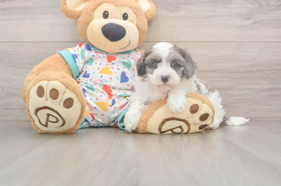 6 week old Havapoo Puppy For Sale - Puppy Love PR
