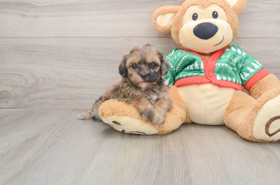 5 week old Havapoo Puppy For Sale - Puppy Love PR