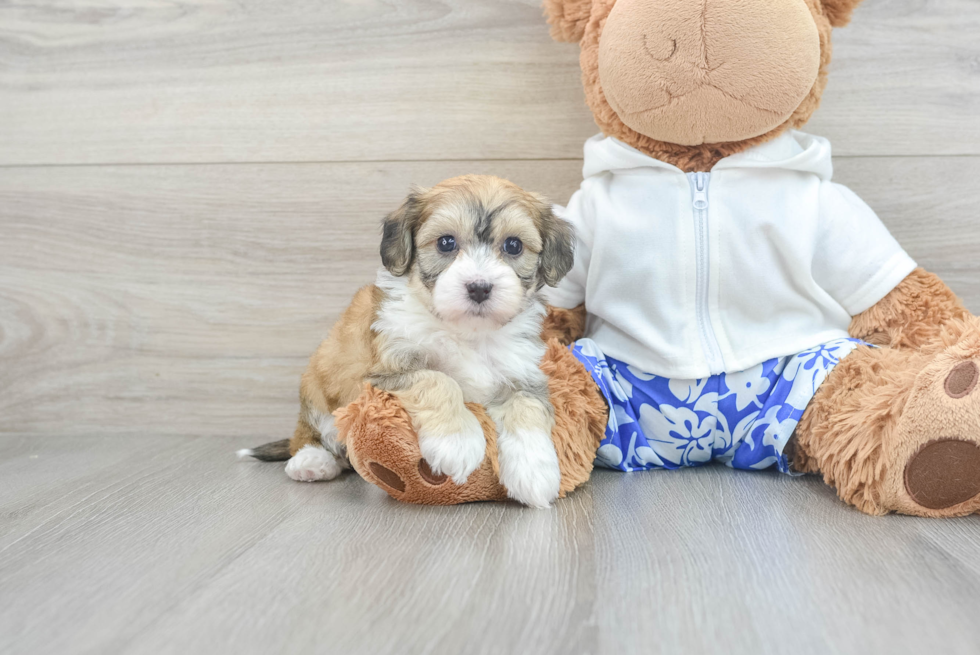 Havapoo Puppy for Adoption