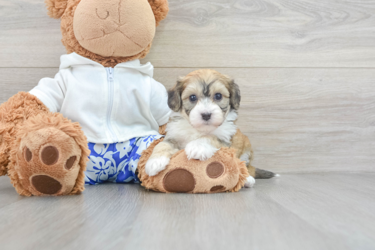 Havapoo Puppy for Adoption