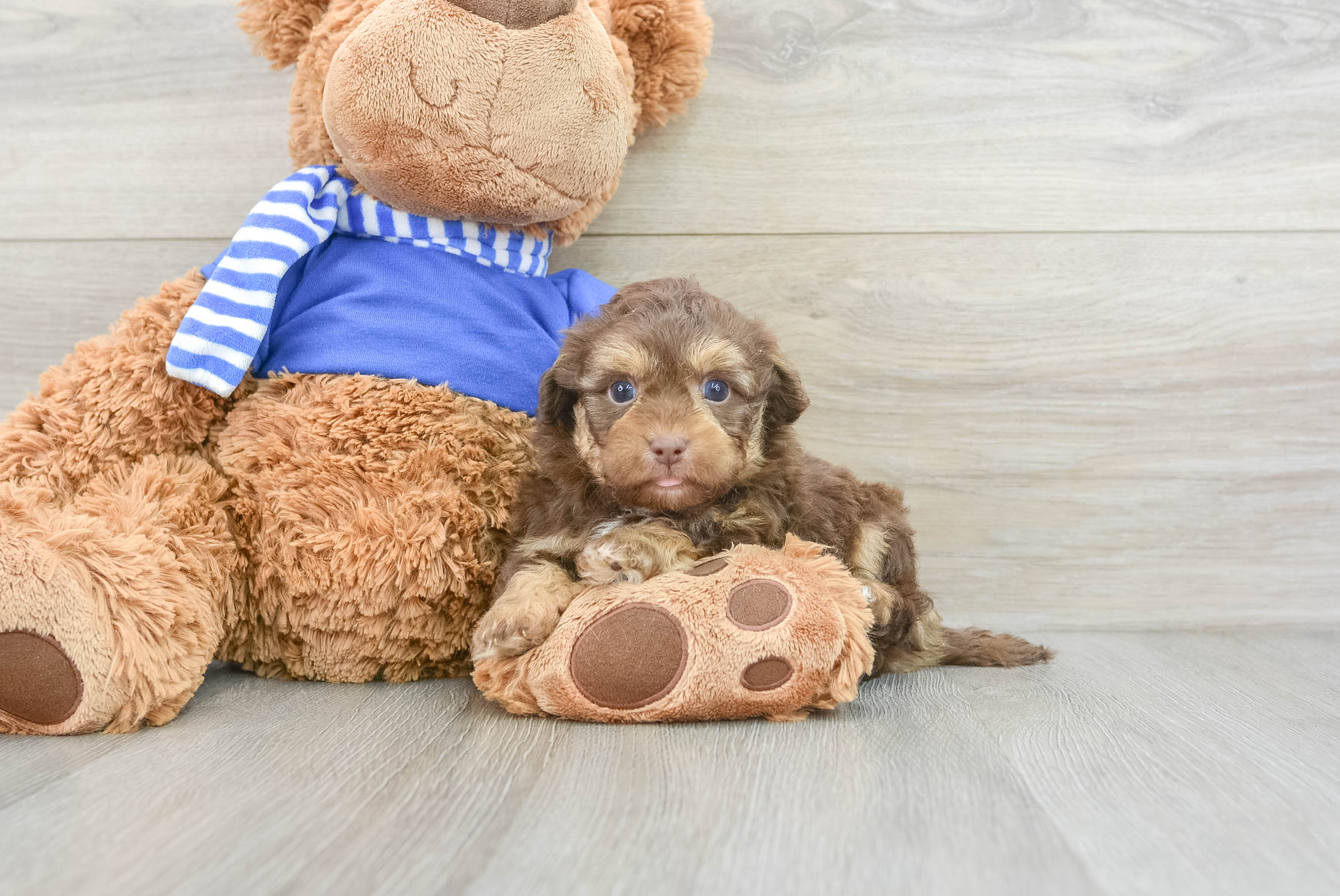 Havapoo Puppy for Adoption