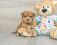 8 week old Havapoo Puppy For Sale - Puppy Love PR