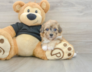 6 week old Havapoo Puppy For Sale - Puppy Love PR