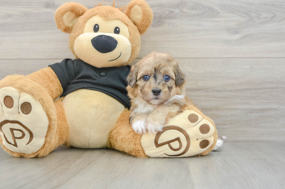 5 week old Havapoo Puppy For Sale - Puppy Love PR