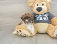 7 week old Havapoo Puppy For Sale - Puppy Love PR