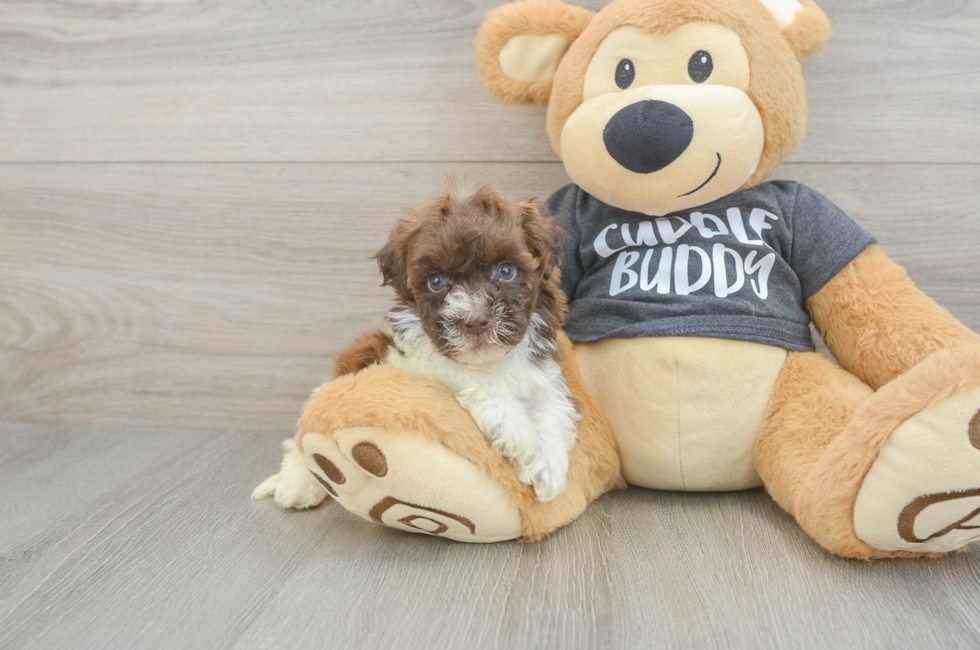 5 week old Havapoo Puppy For Sale - Puppy Love PR
