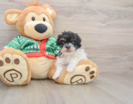 6 week old Havapoo Puppy For Sale - Puppy Love PR