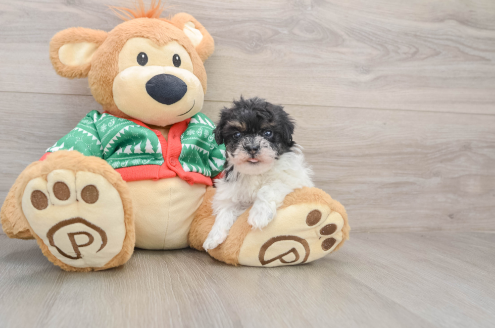 5 week old Havapoo Puppy For Sale - Puppy Love PR