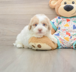 5 week old Havapoo Puppy For Sale - Puppy Love PR
