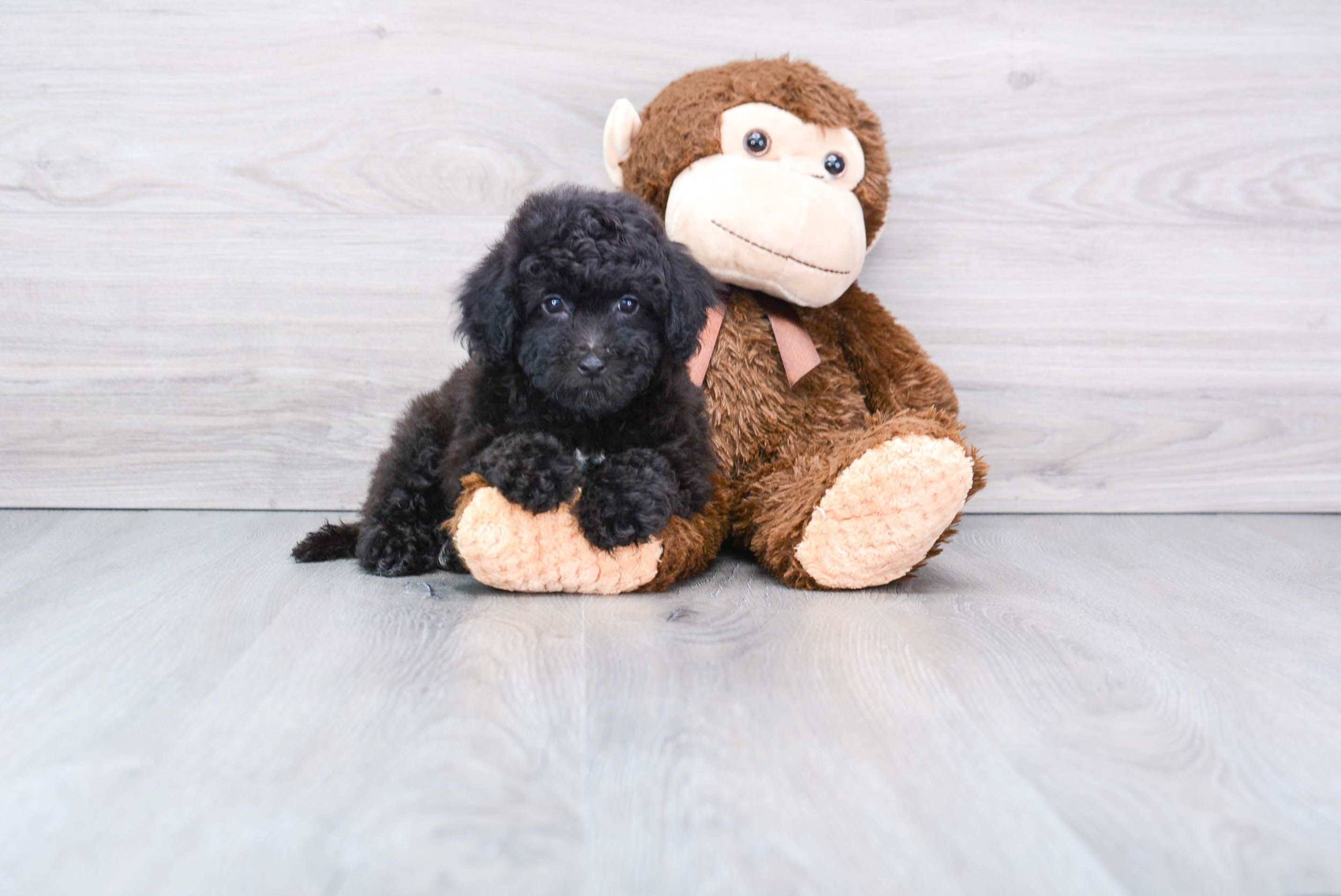 Cute Havapoo Baby