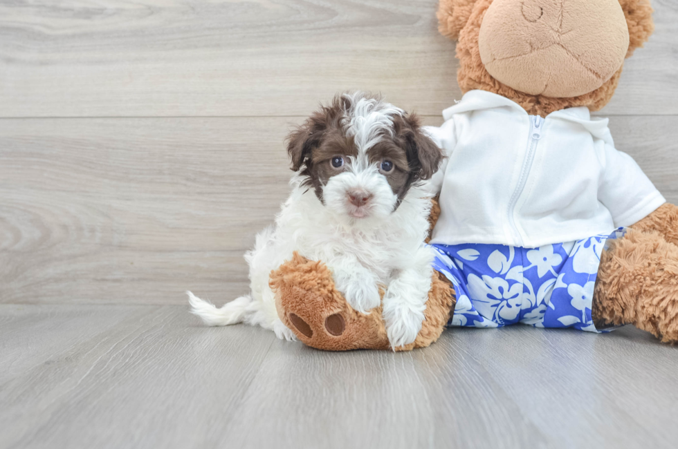 8 week old Havapoo Puppy For Sale - Puppy Love PR