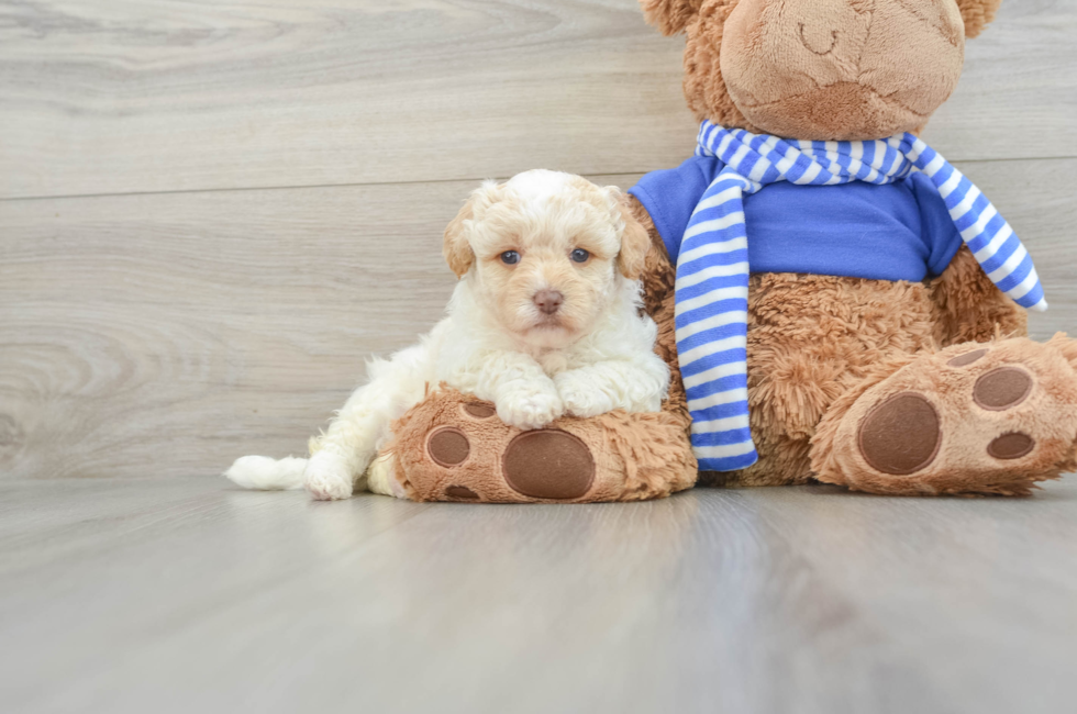 6 week old Havapoo Puppy For Sale - Puppy Love PR