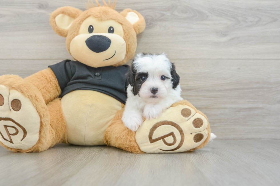 5 week old Havapoo Puppy For Sale - Puppy Love PR