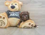 8 week old Havapoo Puppy For Sale - Puppy Love PR