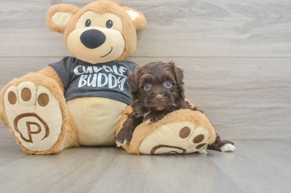 5 week old Havapoo Puppy For Sale - Puppy Love PR