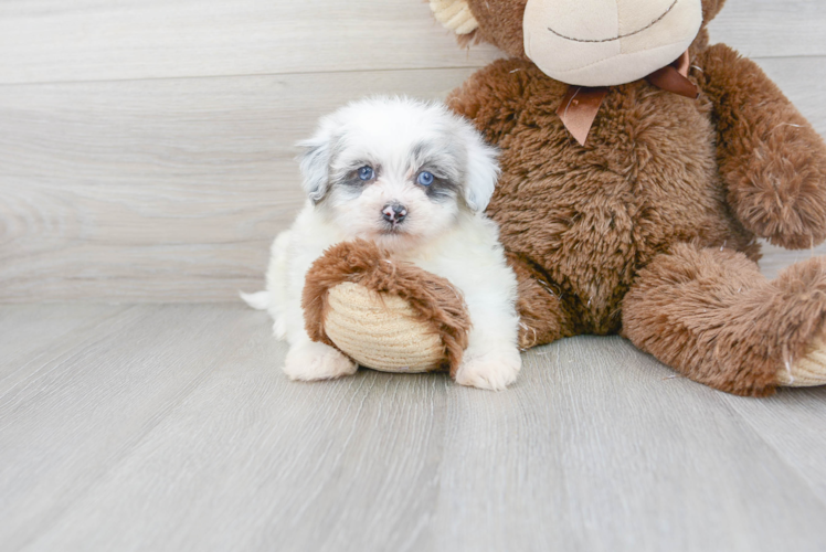 Cute Havanese Poodle Mix Puppy