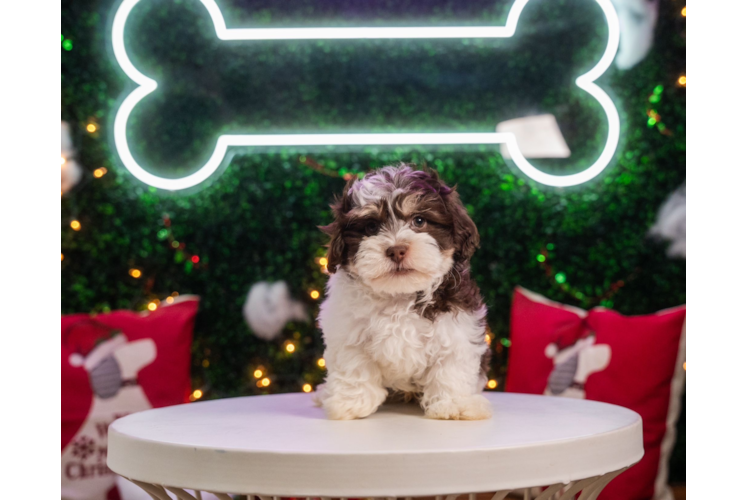 Meet Bosco - our Havapoo Puppy Photo 1/4 - Puppy Love PR Havapoo Pup Being Cute
