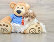 7 week old Havapoo Puppy For Sale - Puppy Love PR