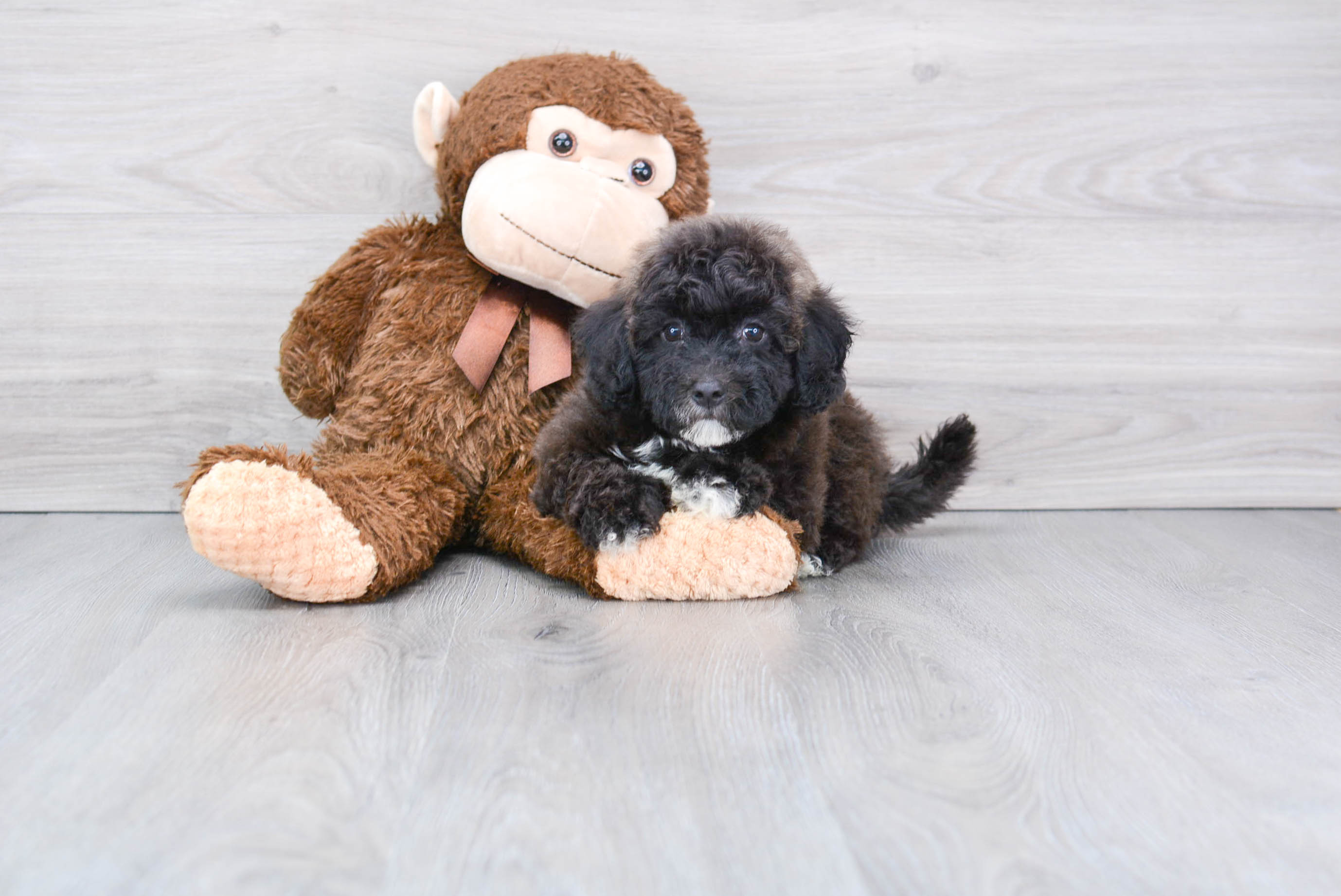 Cute Havapoo Poodle Mix Pup