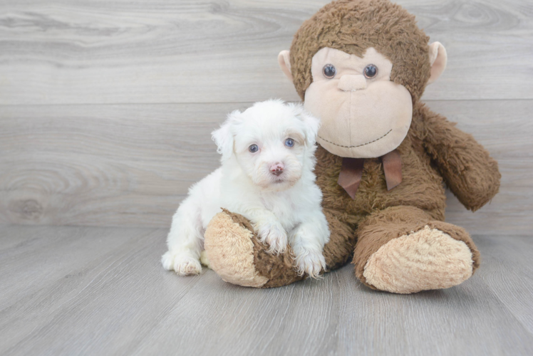 Meet Bosco - our Havapoo Puppy Photo 1/3 - Puppy Love PR Havapoo Puppy for Adoption