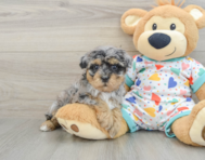 8 week old Havapoo Puppy For Sale - Puppy Love PR
