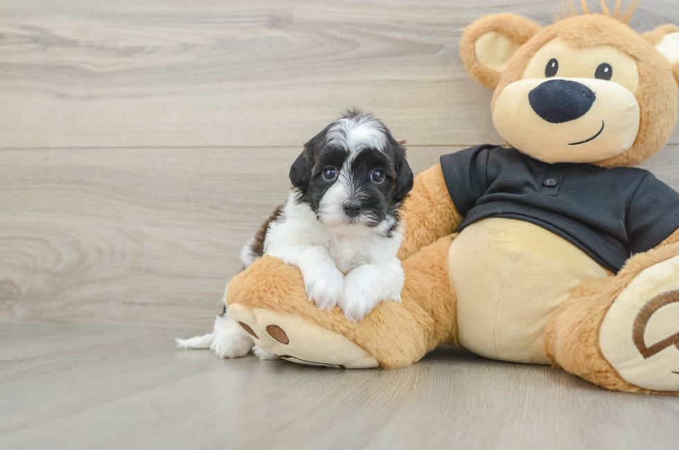 5 week old Havapoo Puppy For Sale - Puppy Love PR