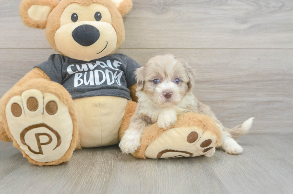 5 week old Havapoo Puppy For Sale - Puppy Love PR