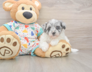 7 week old Havapoo Puppy For Sale - Puppy Love PR