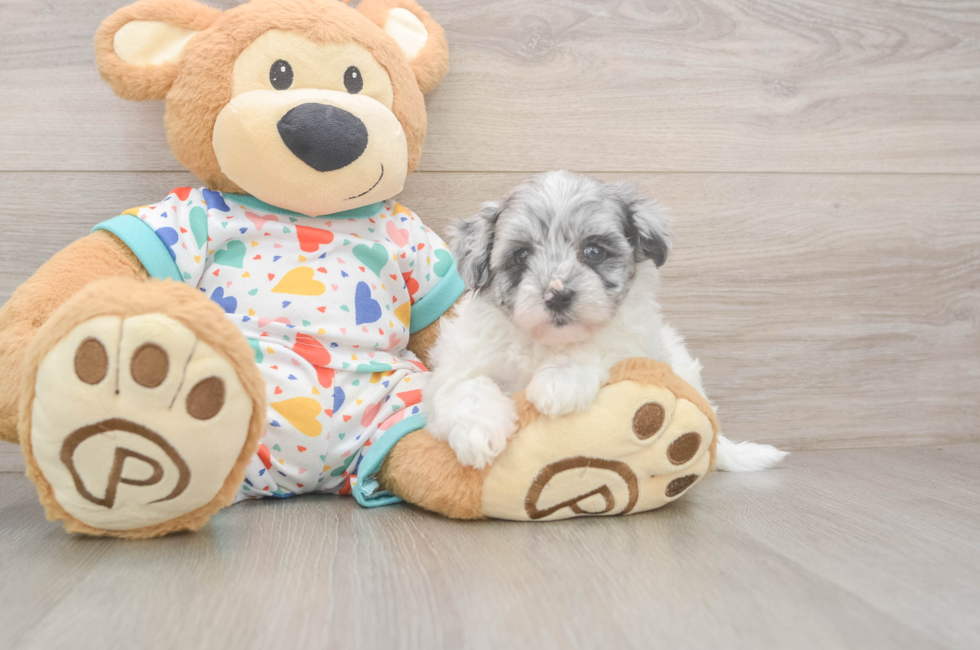 6 week old Havapoo Puppy For Sale - Puppy Love PR