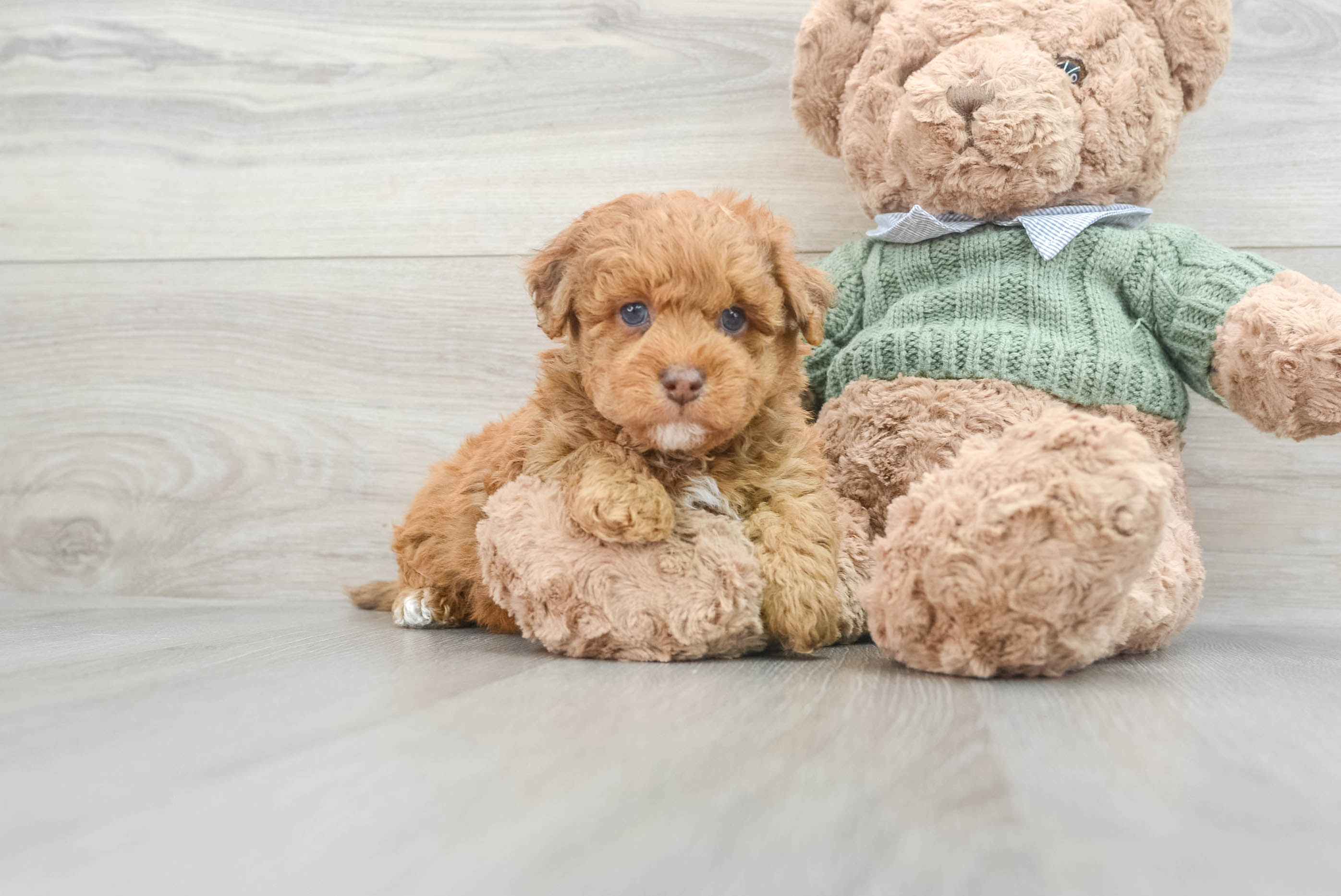 Havapoo Puppy for Adoption