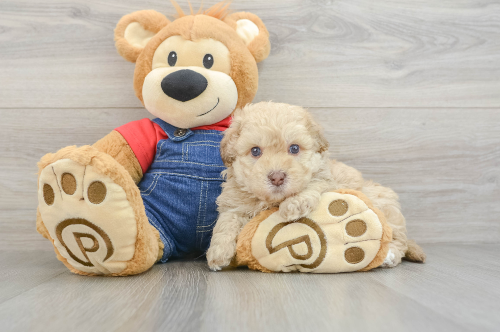 5 week old Havapoo Puppy For Sale - Puppy Love PR