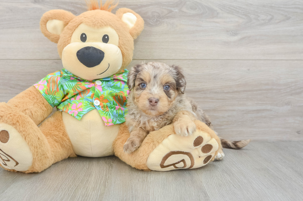 5 week old Havapoo Puppy For Sale - Puppy Love PR