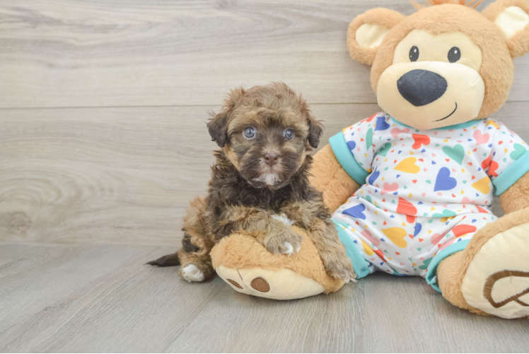 Playful Havadoodle Poodle Mix Puppy