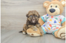 Playful Havadoodle Poodle Mix Puppy