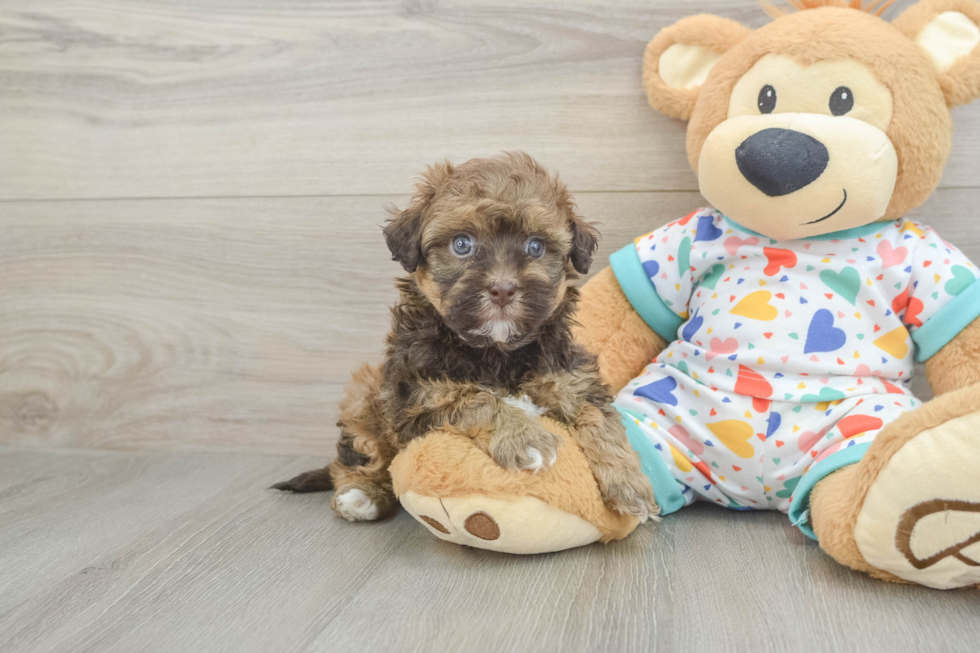 Playful Havadoodle Poodle Mix Puppy