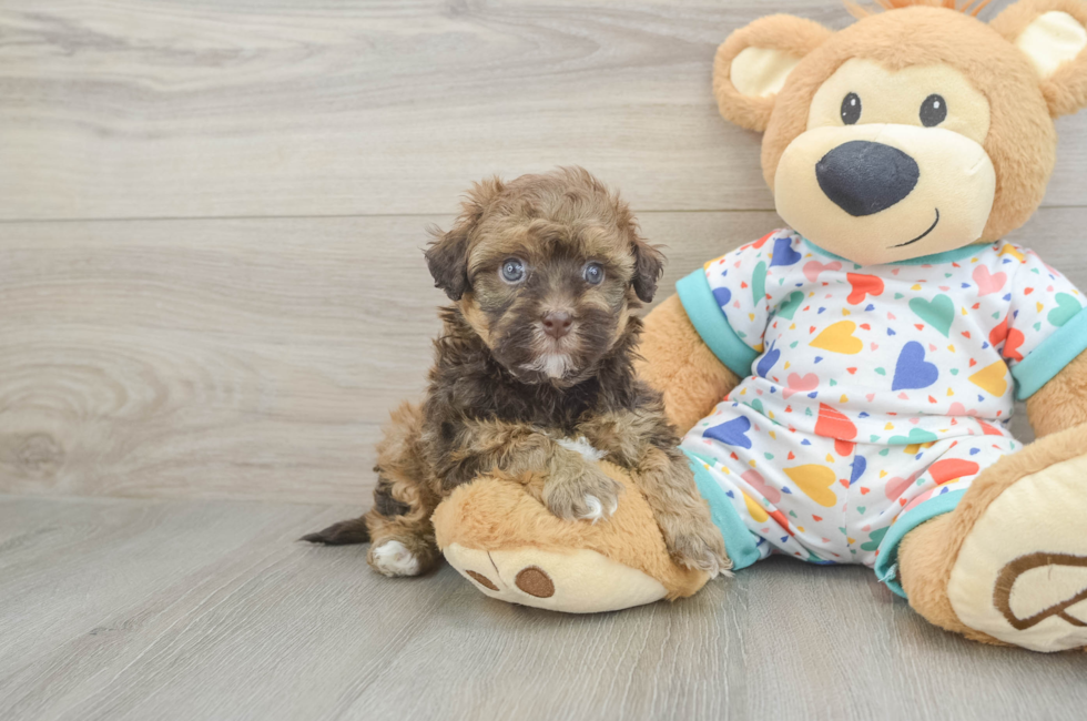 5 week old Havapoo Puppy For Sale - Puppy Love PR