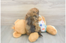 Havapoo Puppy for Adoption