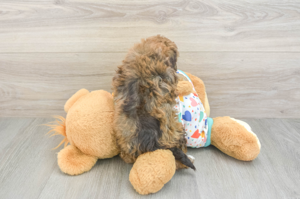 Havapoo Puppy for Adoption