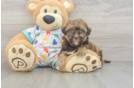 Sweet Havapoo Baby