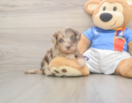 7 week old Havapoo Puppy For Sale - Puppy Love PR