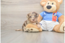Havapoo Pup Being Cute
